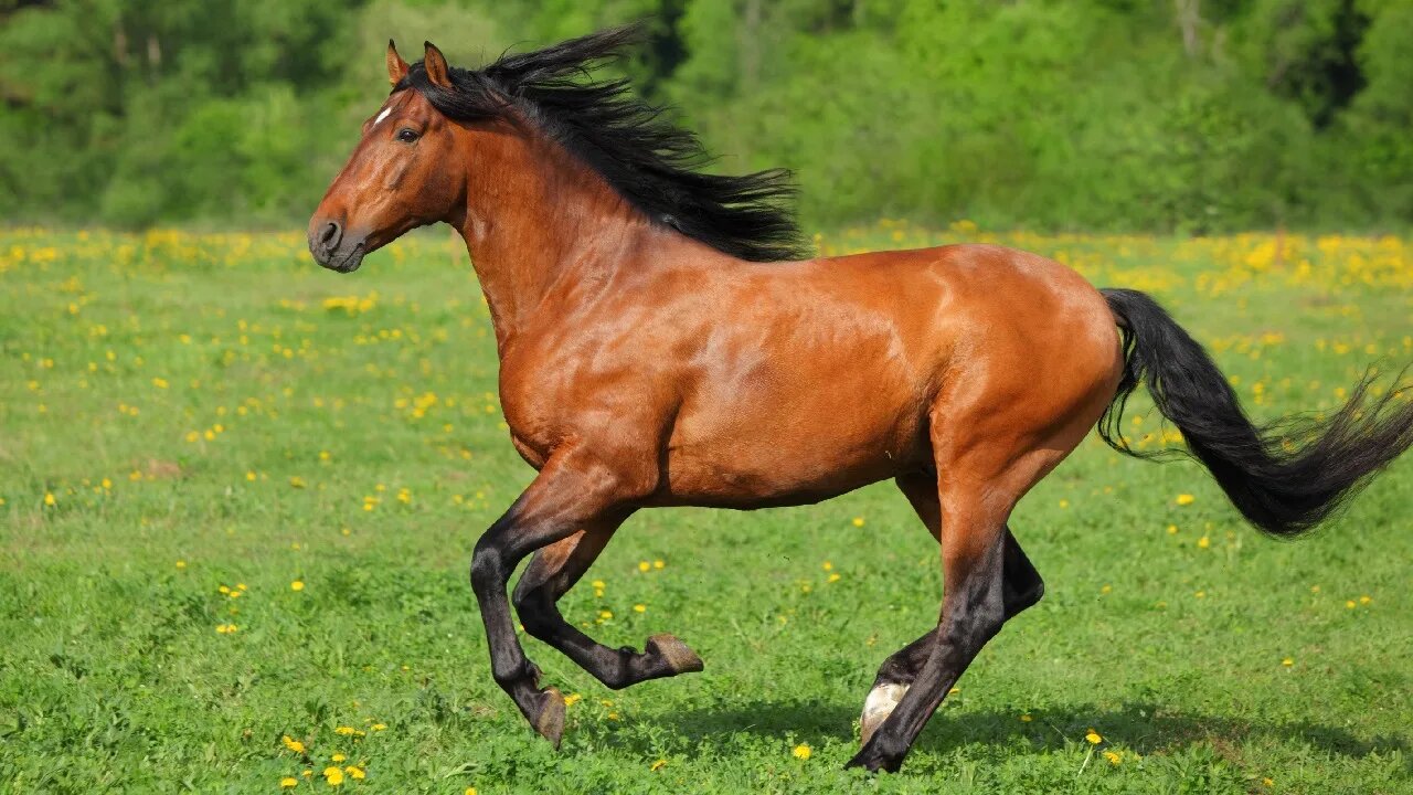 Can Horses Eat Blackberries