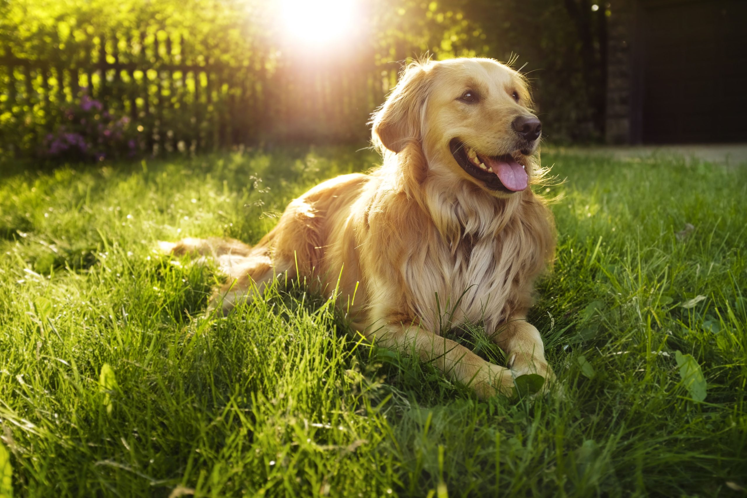 Unique Female Dog Names with Meaning