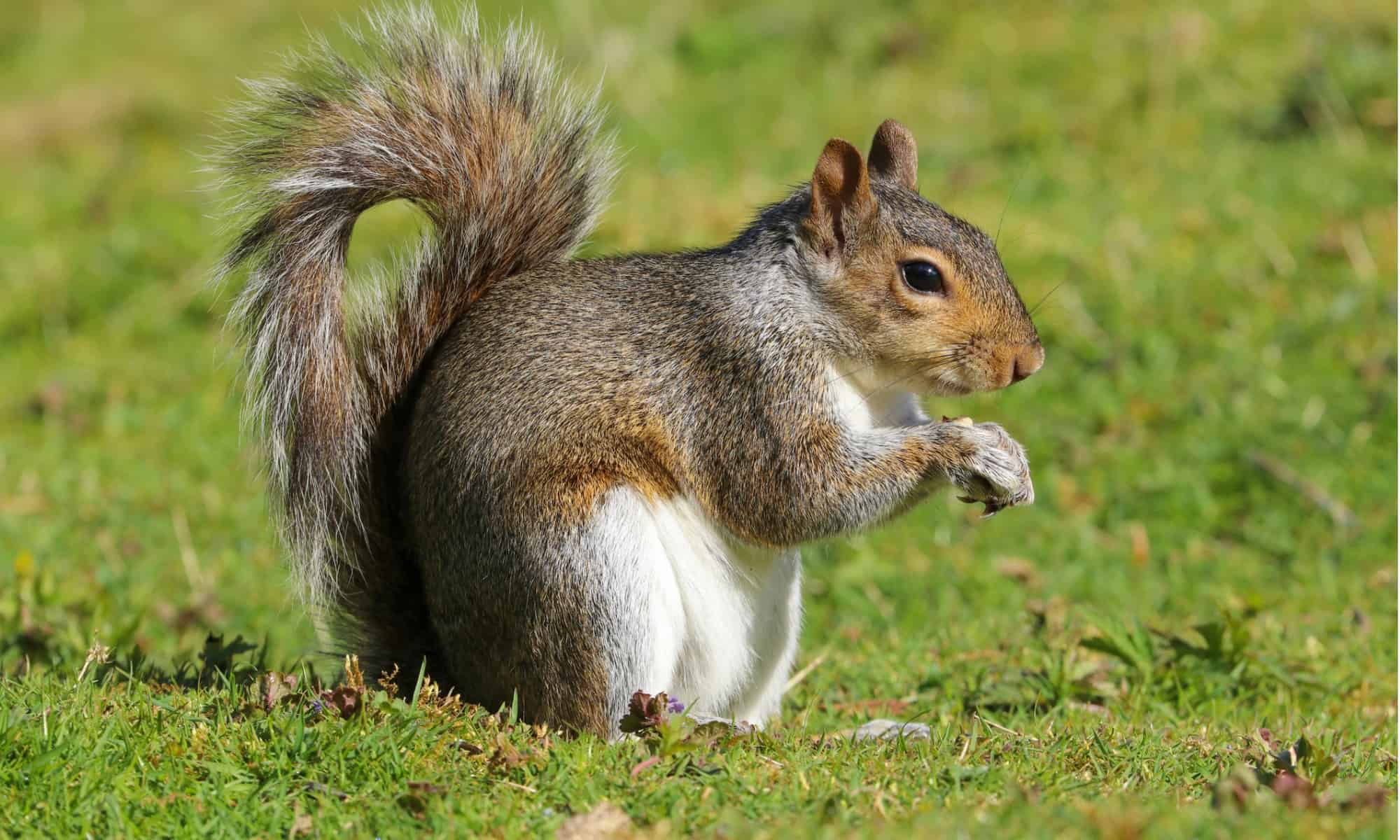 Can Squirrels Eat Celery A Deep Dive into Squirrel Diets