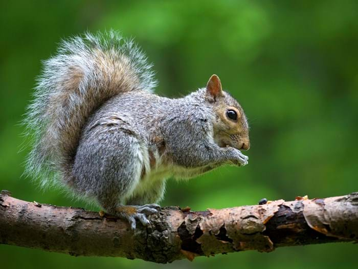 Can Squirrels Eat Bananas