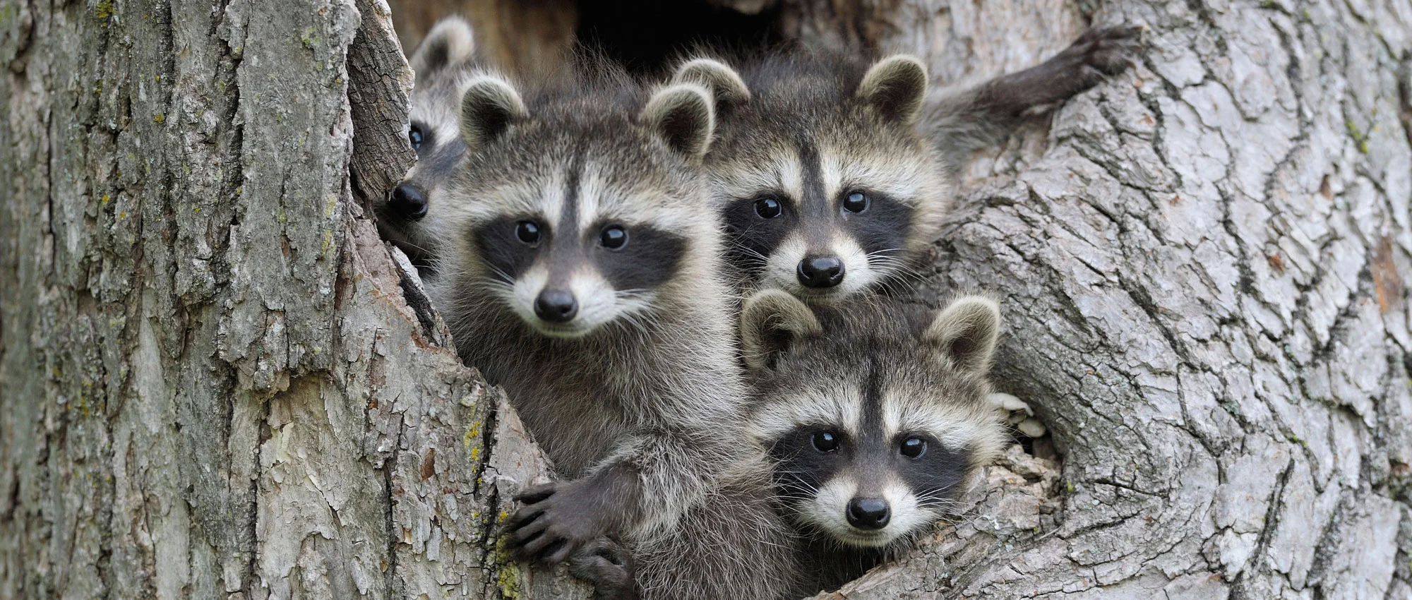 Do Raccoons Lay Eggs Raccoon Reproduction Explained