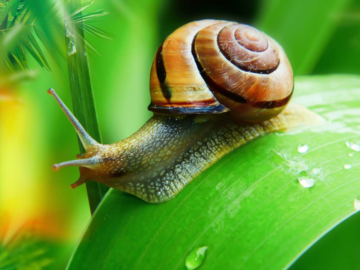 Garden Snail