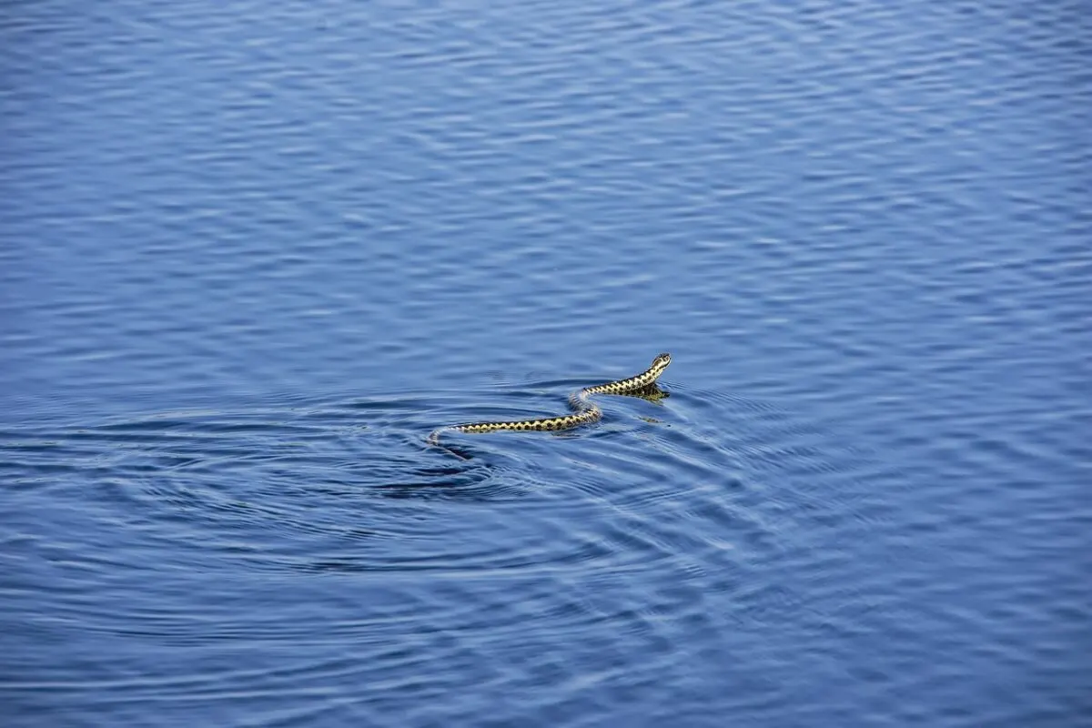 How Long Can a Snake Go Without Water