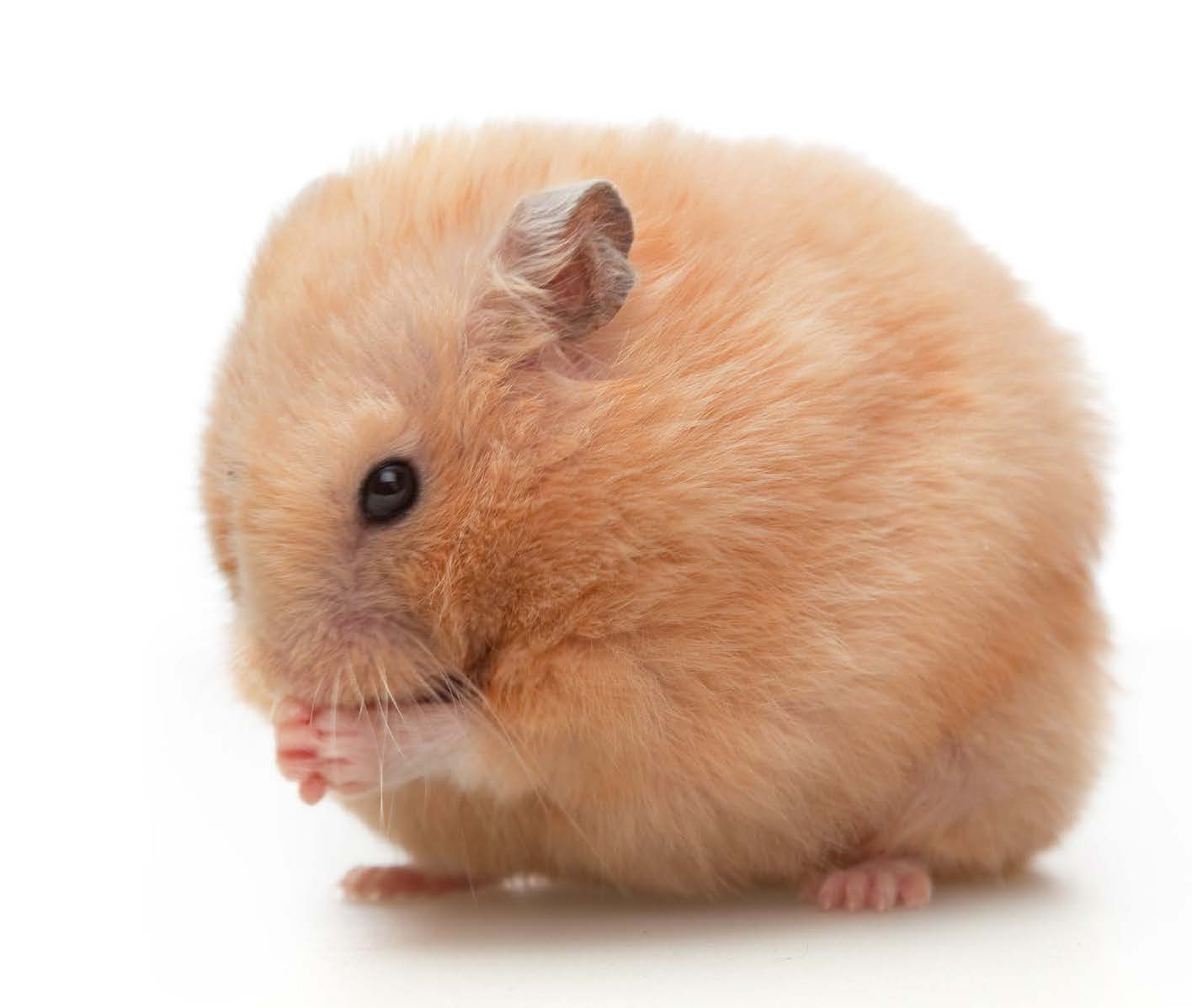 Teddy Bear Hamster Lifespan, Syrian, Black, Long-Haired