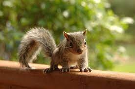 How Old Is My Baby Squirrel