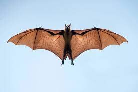 Do Bats Eat Dragonflies Exploring Bat Diets and Prey Choices