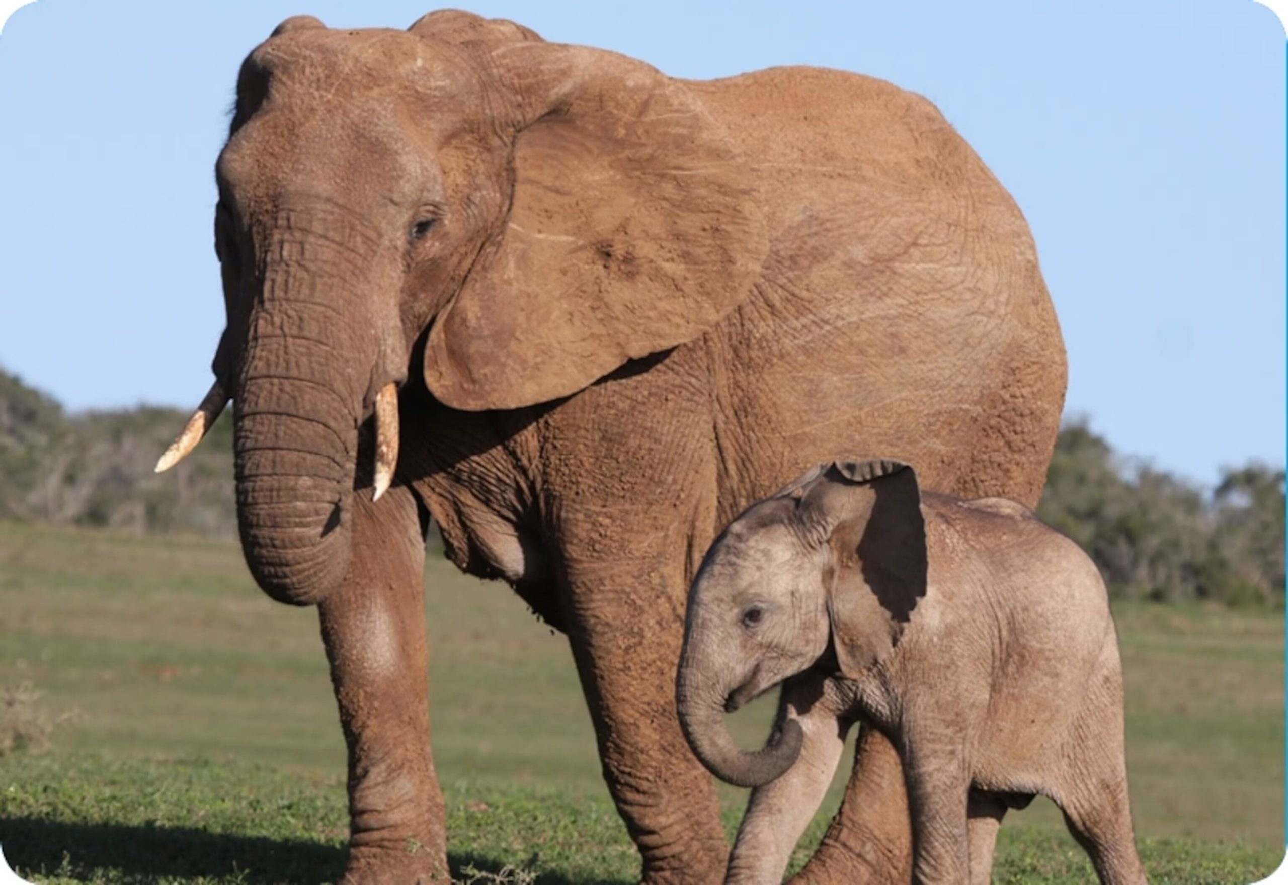 Do Elephant Think Humans are Cute