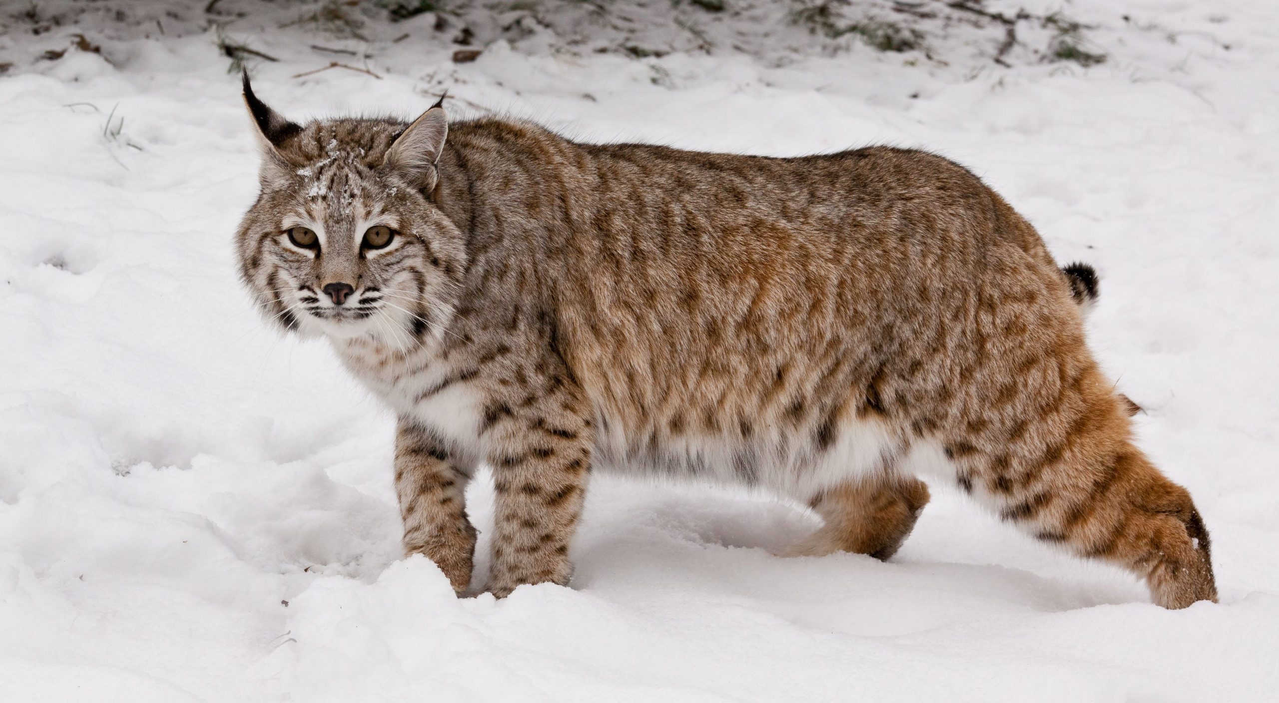 Bobcat Size Comparison to Dog