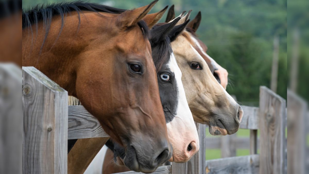 Can Horses Eat Bananas