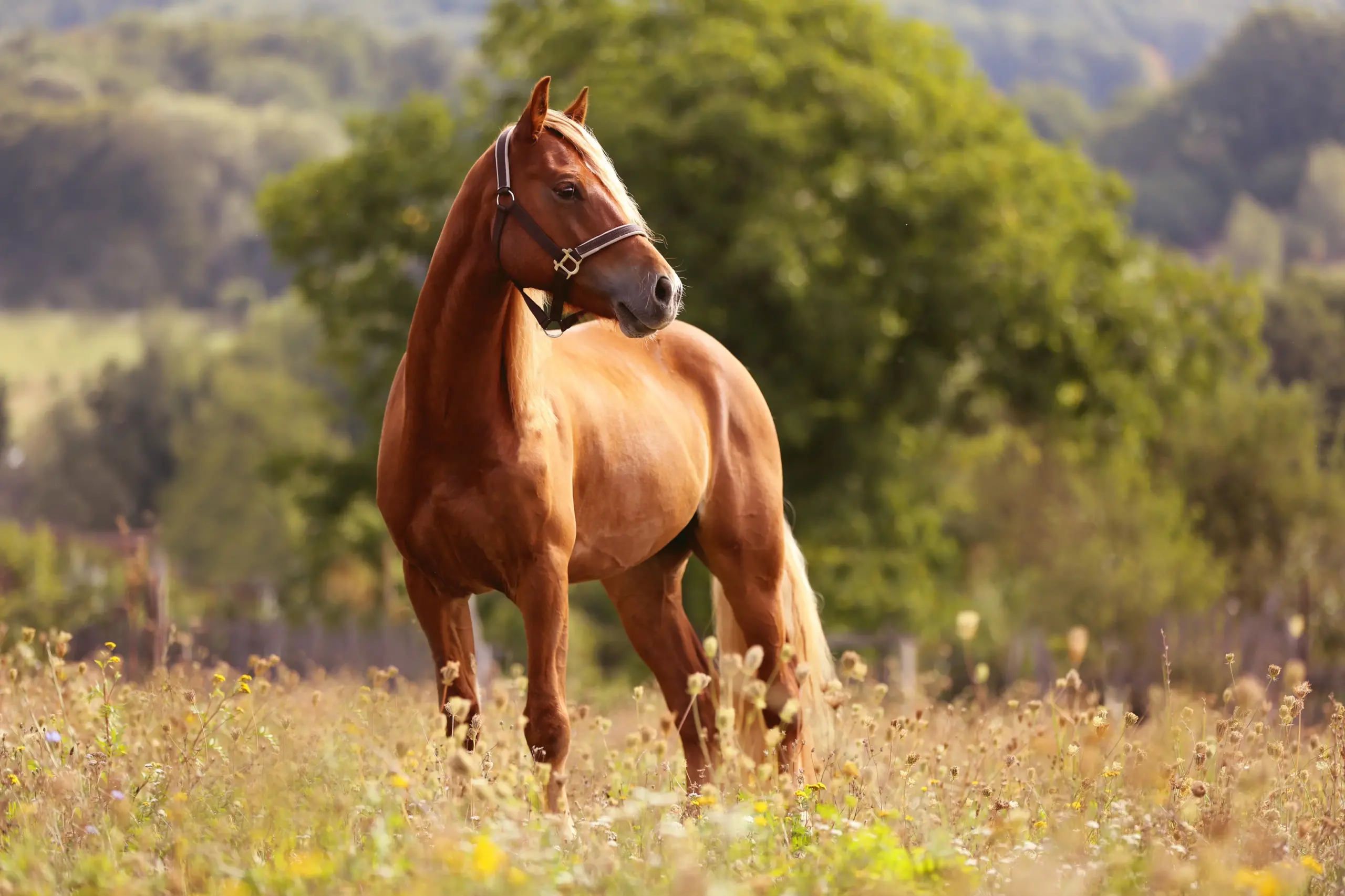 Can Horses Eat Watermelon