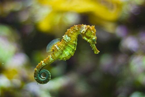 Fresh Water Sea Horse: A Unique Aquatic Marvel