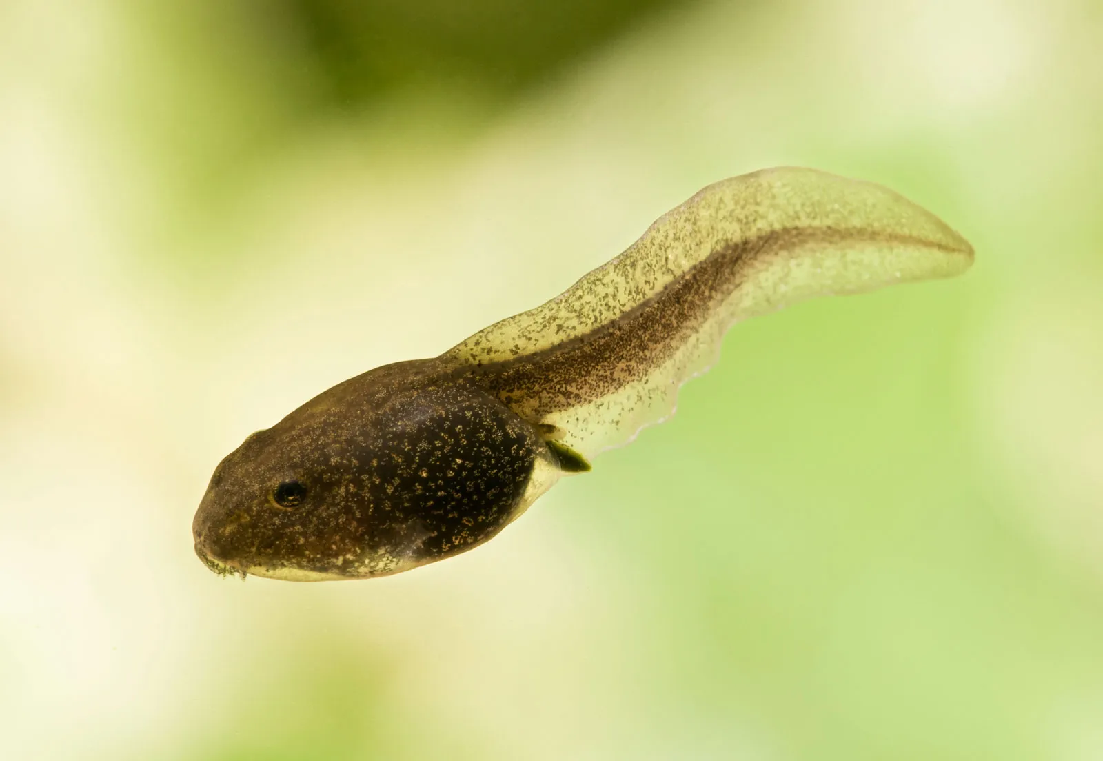 What Do Tadpoles Eat?