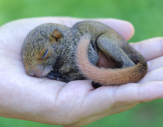 When Do Squirrels Have Babies