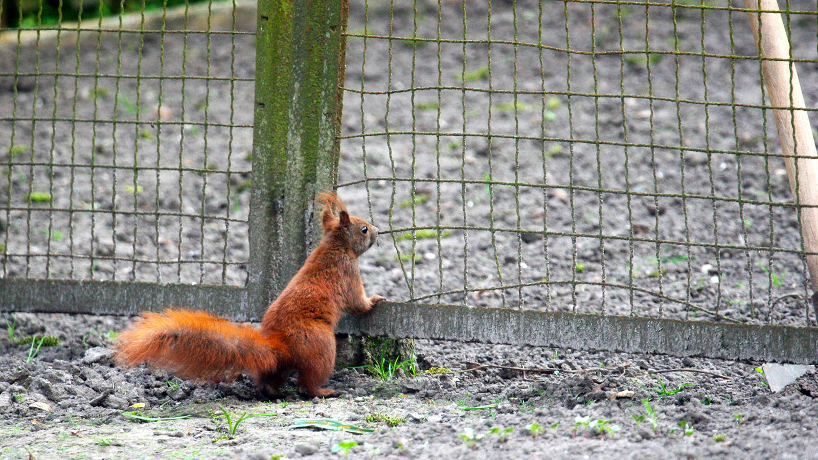 How To Keep Squirrels Away?