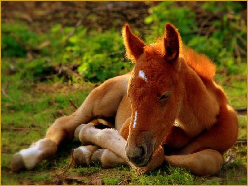 Can Horses Eat Oranges?