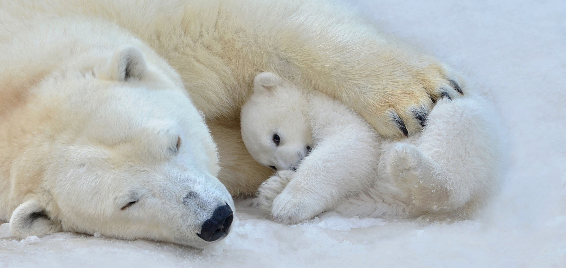 Why Are Polar Bears Endangered?