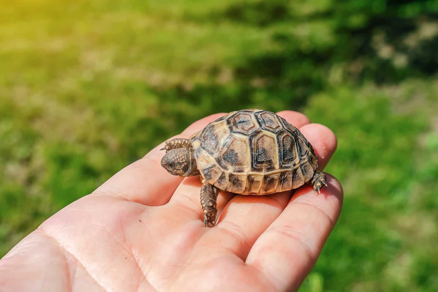 Cute Turtle Names